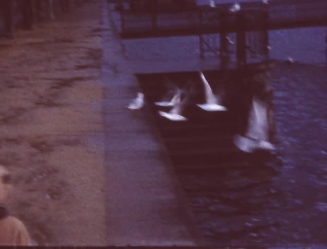 A young child runs towards birds
