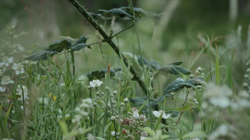 Closeup of wildflowers and tall grass in a lush green meadow