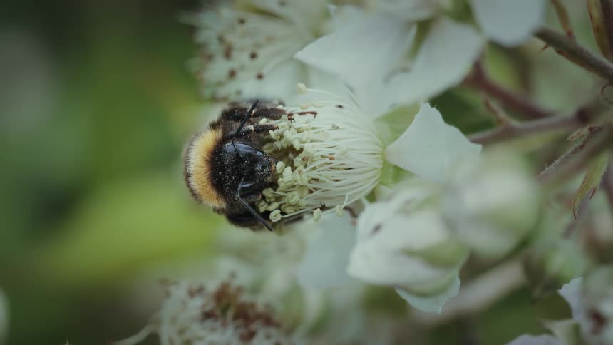 Bee on a white flower with pollen