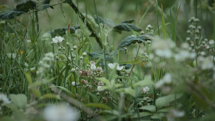 Closeup of wildflowers and green plants growing in tall grass