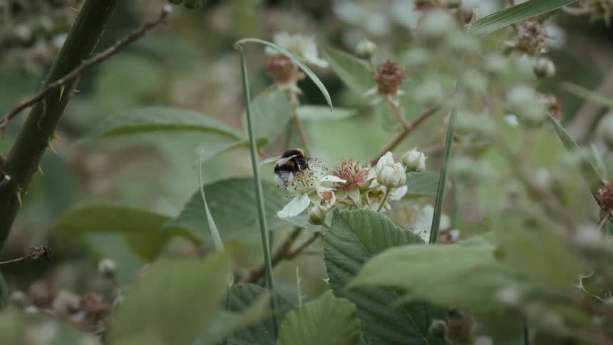 Close up of a bee feeding on pollen and nectar from a flower outdoors during daytime