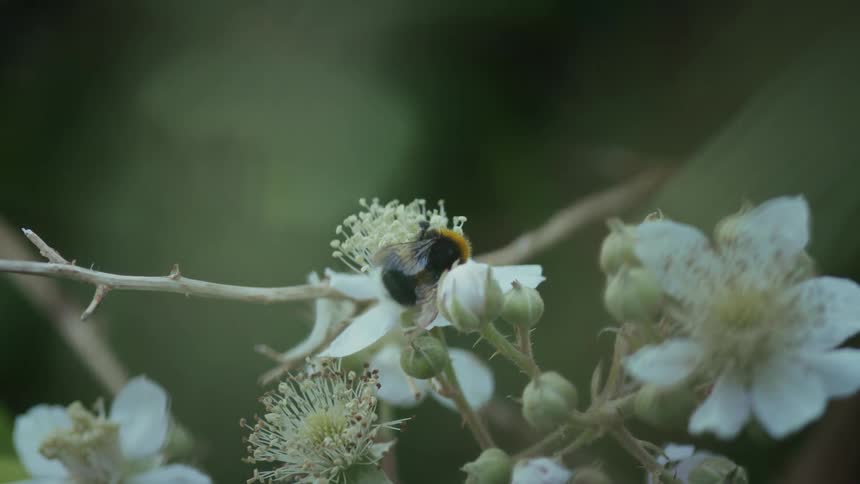 A bumblebee collects nectar from a white flower in a closeup shot