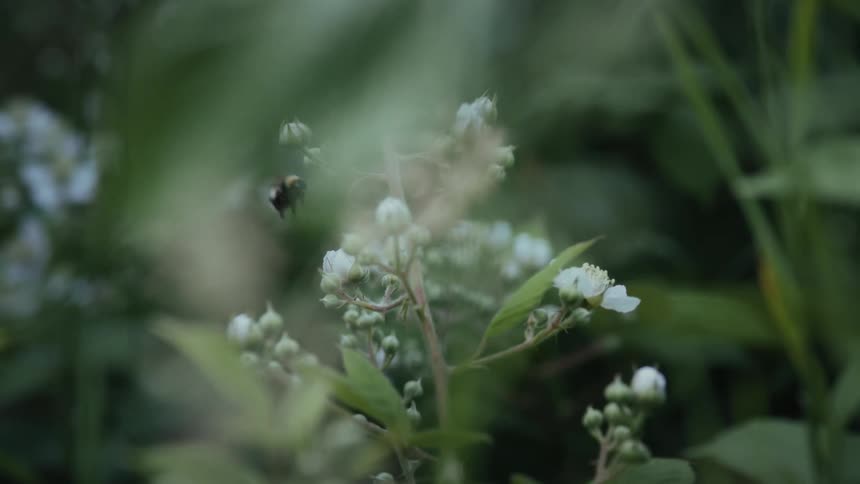The bee flies off the white flower