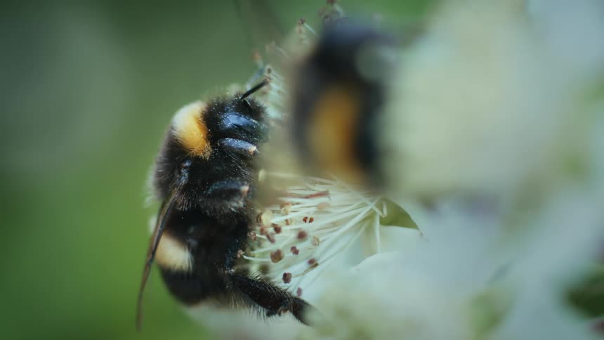 Two highly magnified bumblebees pollinate a white flower