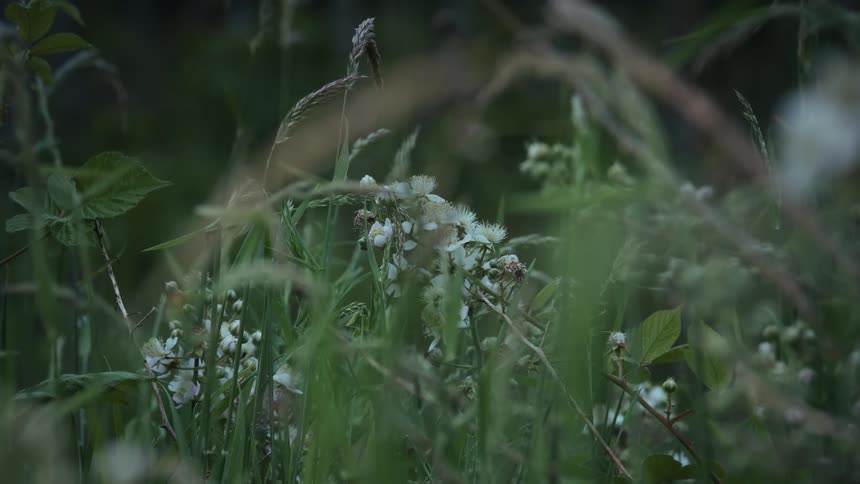 A dark bee hovers near a white blossom amid a field of green plants and scattered white flowers