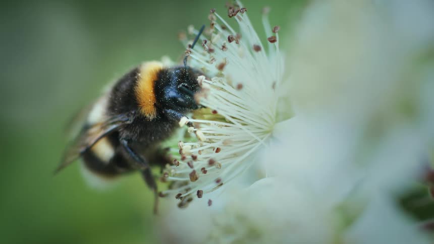 Close up of a bee feeding on flower pollen outdoors during daytime