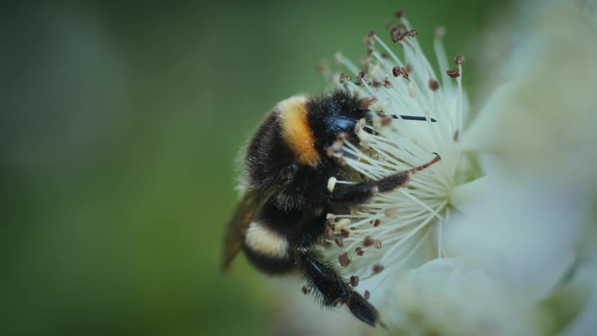 A small bee collecting pollen from a plant with white antennae