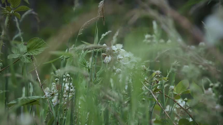White flowers amidst greenish leaves