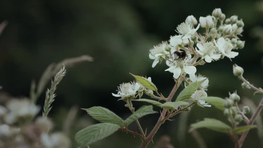 A bumblebee gathers nectar from small white wildflowers in a lush green setting