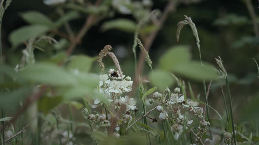 A bee sips nectar from a white flower outdoors during daytime