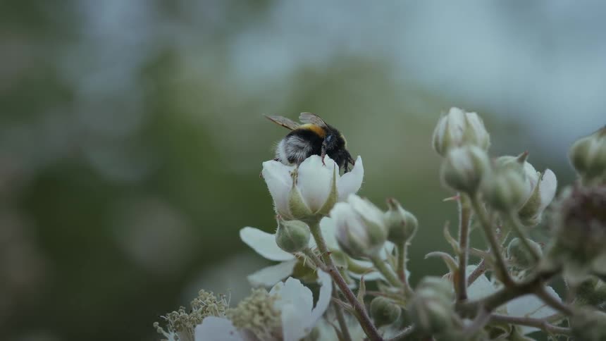 A bee is collecting nectar from a white flower bud in closeup