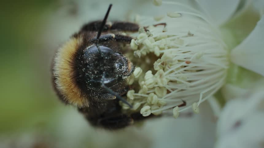 An extreme closeup macro shot captures a fuzzy bumblebee covered in pollen as it gathers nectar deep inside a white flower