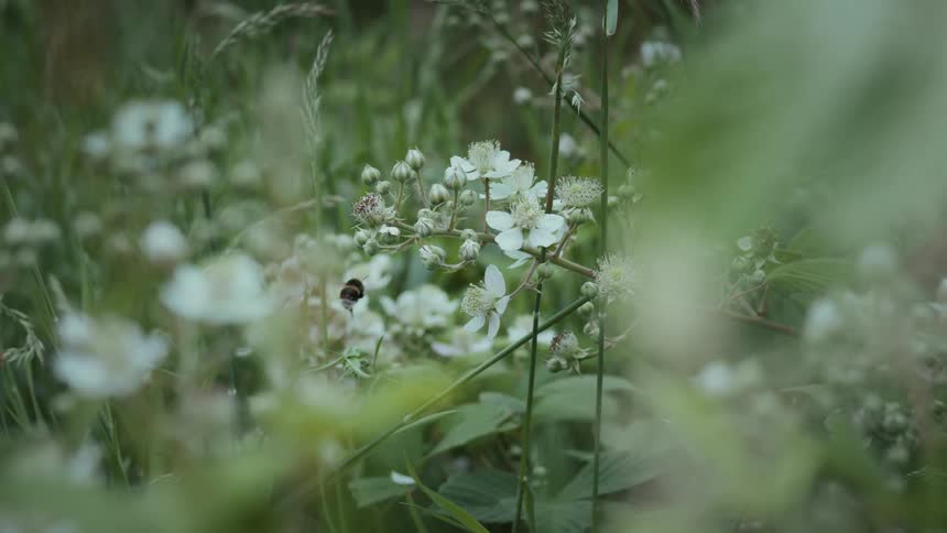 A bee hovers around delicate white wildflowers in a lush green field