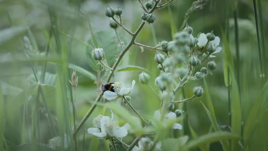 The bee is pollinating the white flowers on the field