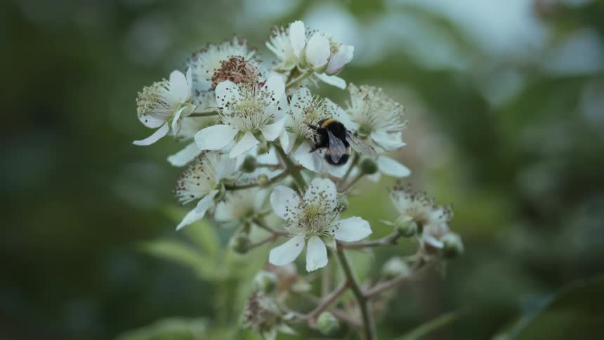 Bumblebee gathers nectar from white blackberry wildflowers