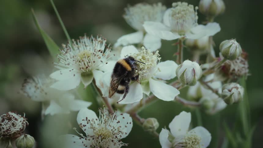 A closeup shot of a bumblebee collecting nectar from small white flowers