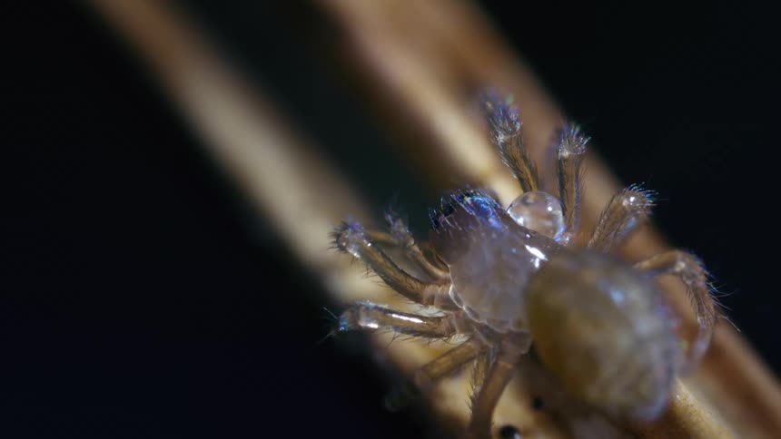 Close up of a tiny translucent spider