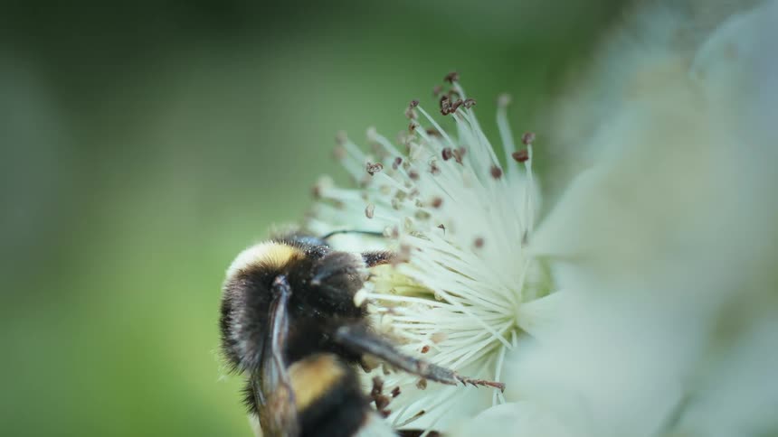 Close up of a bee feeding on pollen and nectar from a flower outdoors during daytime