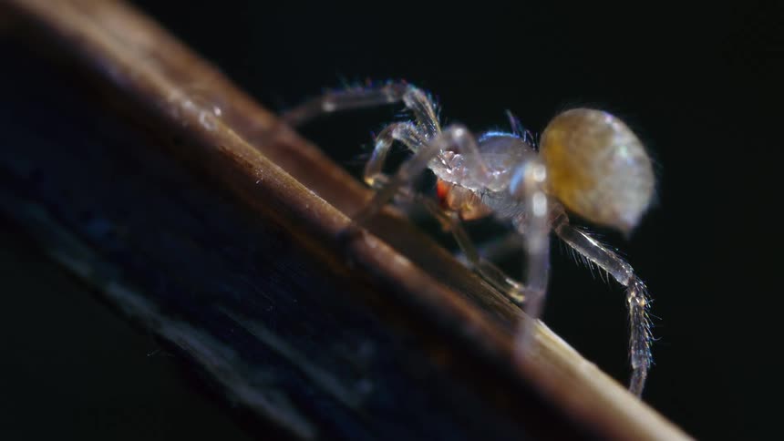 A translucent spider with a pale body and visible red markings rests on a brown stick set against a dark background