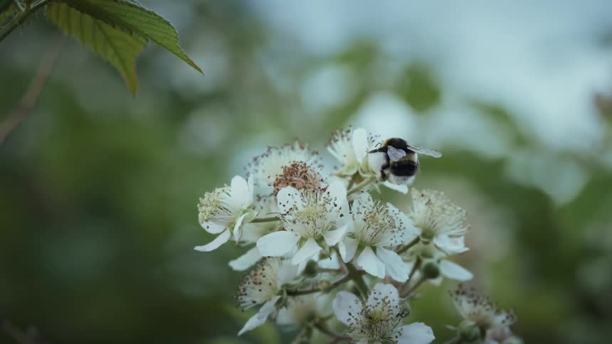 Close up of a bee sipping nectar from flowers with white petals outdoors during daytime