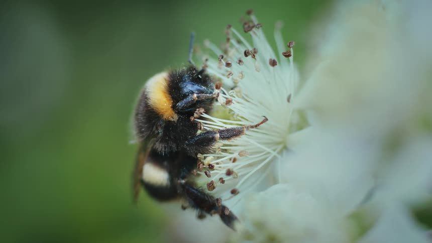 Close up of a bee sipping flower nectar outdoors during daytime