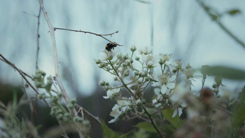 A bumblebee gathers nectar from white wildflowers in a natural outdoor setting