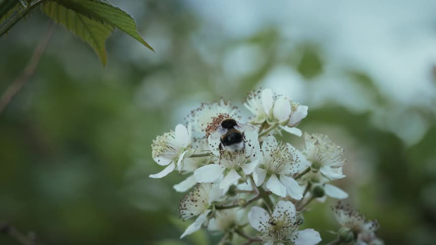 Close up of a white-tailed bumblebee sipping nectar from flowers