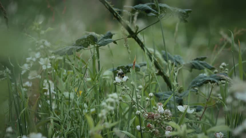 Bee pollinating on white wild flower on a field