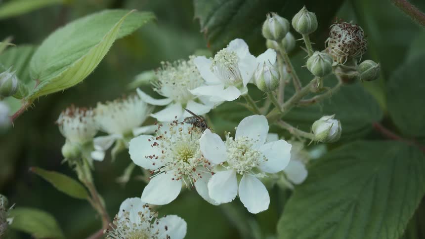 A fly is feeding on blooming white flowers surrounded by green foliage