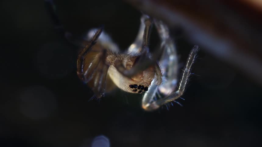 The northern yellow sack spider is cleaning and grooming