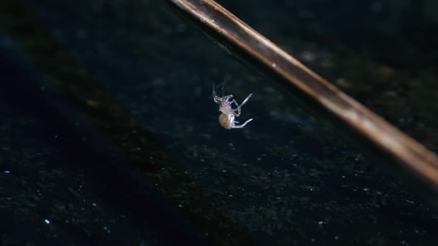 A spider hangs from silk and poops into water