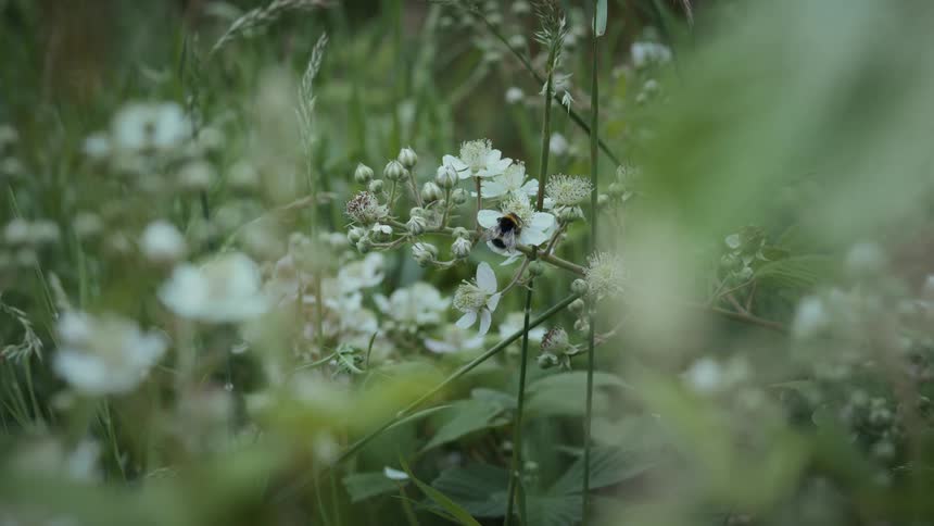A dark bee is visible on a white blossom surrounded by a field of green plants and other white flowers