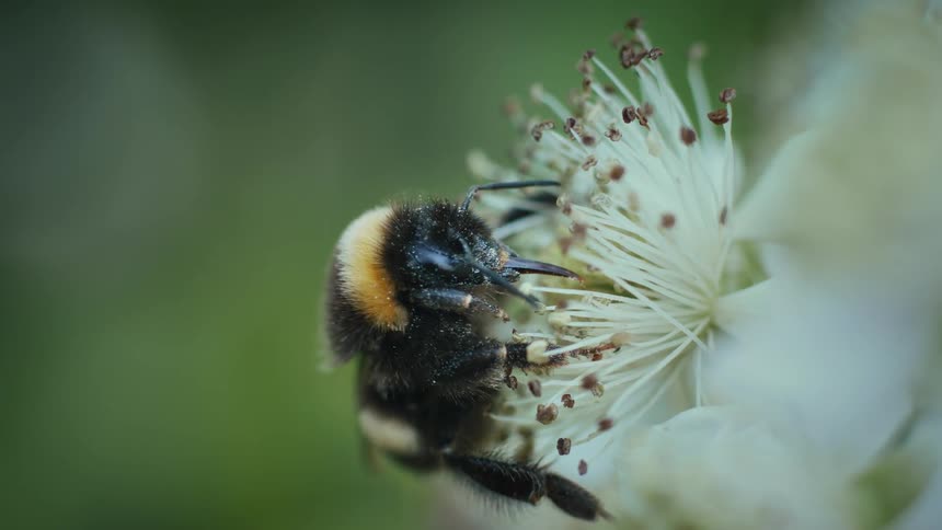 A bee is collecting nectar from a white flower in a closeup nature shot