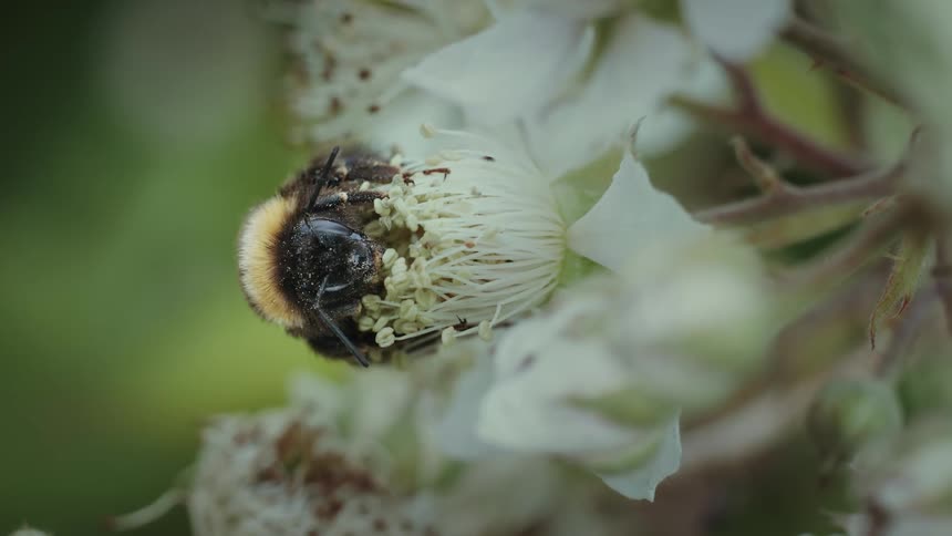 Close up of a bumblebee resting on top of a white flower