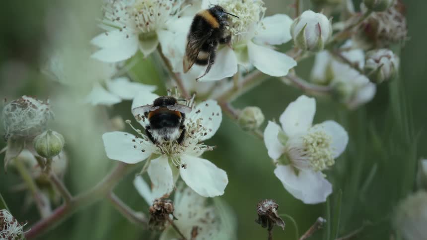Close up of bees feeding on flower pollen and nectar outdoors during daytime
