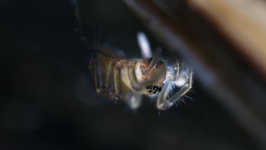 Close up of a translucent northern yellow sack spider