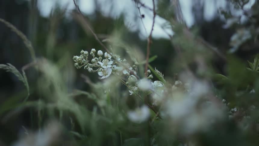 Bees feeding on pollen and nectar from a white flower outdoors during daytime
