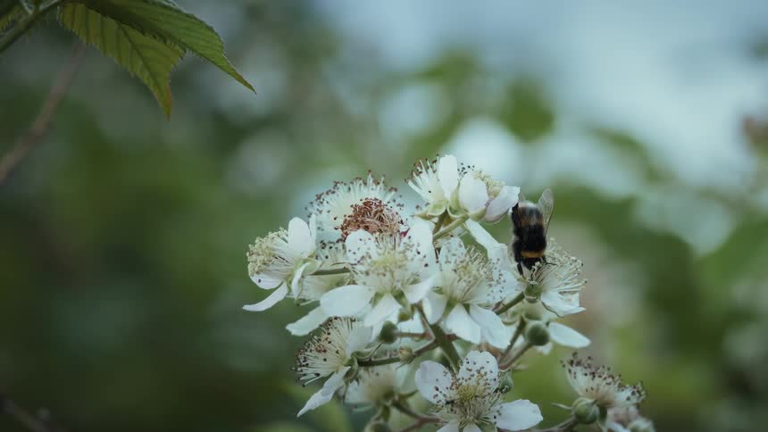 A bee gathers nectar from blooming white blackberry flowers
