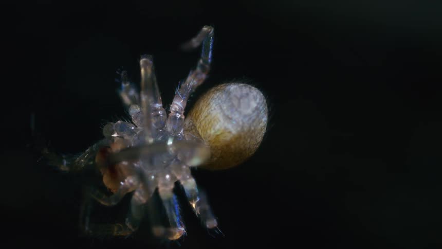 Close up of a spider rotating while suspended in the air at night