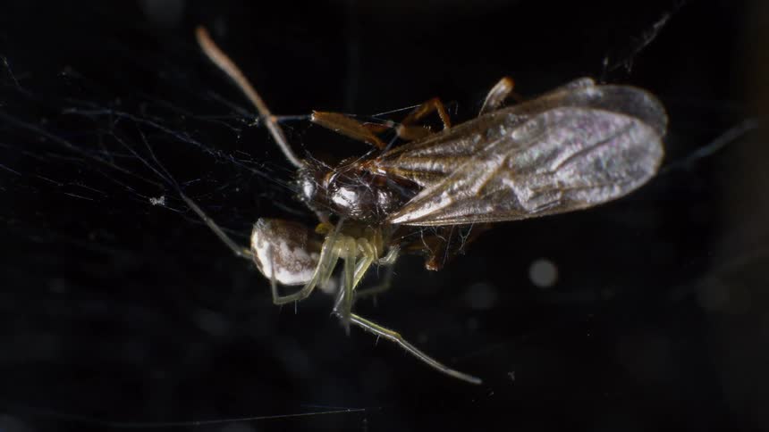 Spider preys on the winged insect trapped in its web