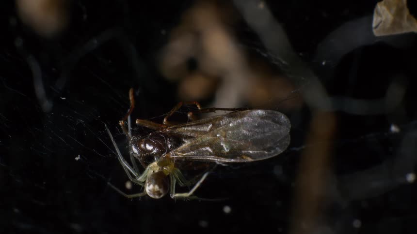 A spider eats an insect caught in its web