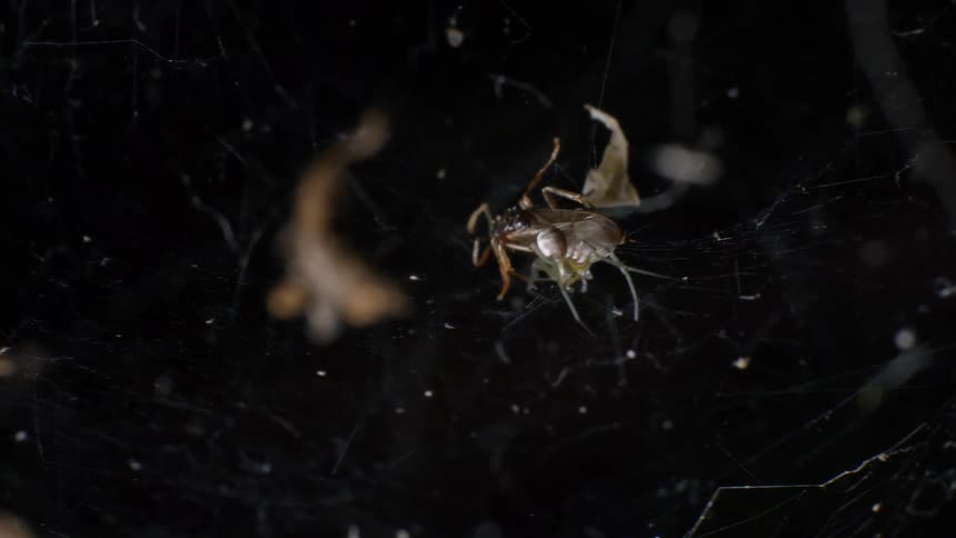 The spider has a fly caught in its web