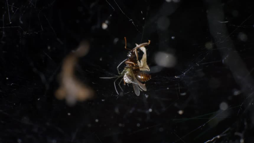 An ant struggles to escape from a spiderweb its stuck in as a spider attacks it