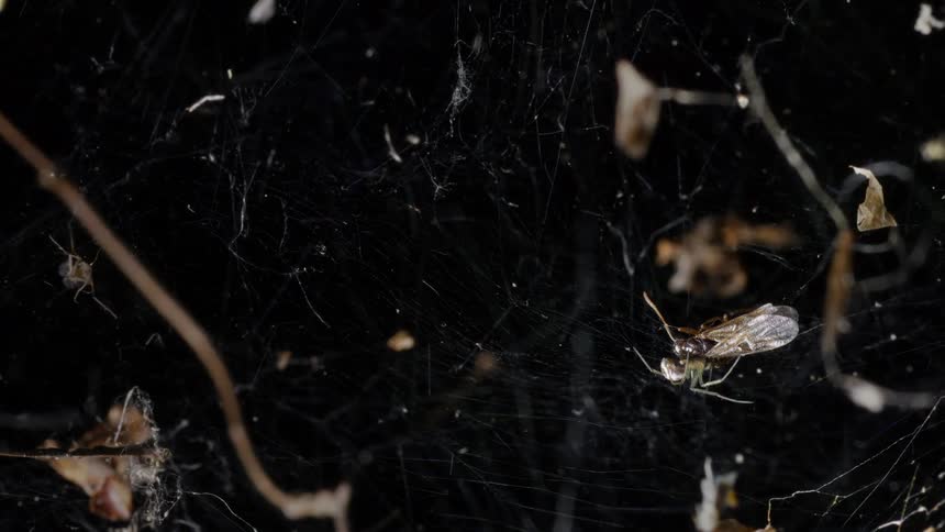 The spider is eating the ant in the web at night