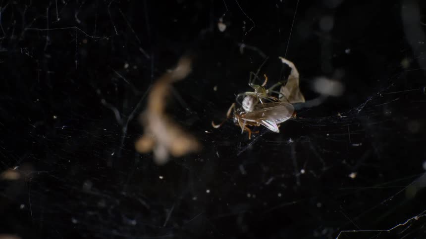 Spider attacking an ant trapped in its web
