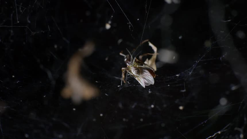 Close up of a spider feeding on an insect trapped in its web at night