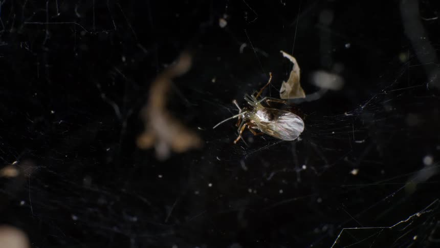 Close up of a spider feeding on an insect trapped in its web at night