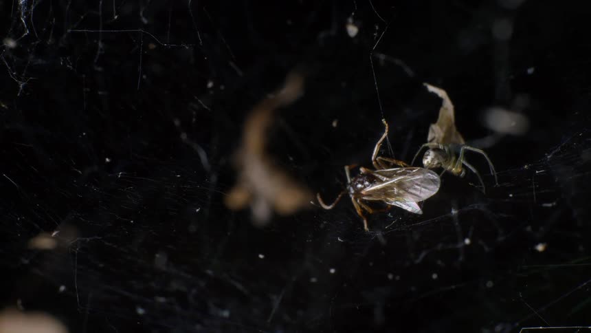 Close up of a spider trying to feed on an insect trapped in its web at night