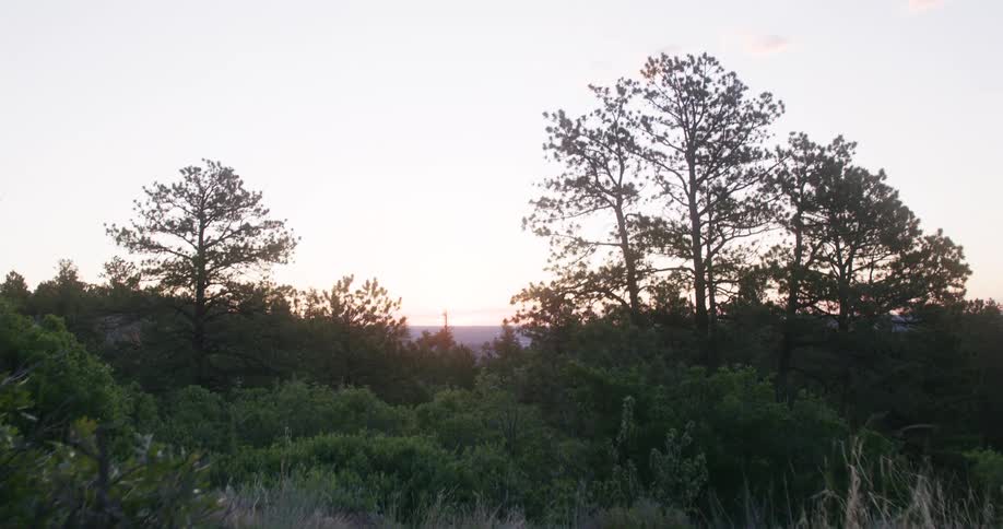 Silhouetted pine trees and brush under a glowing sunset sky