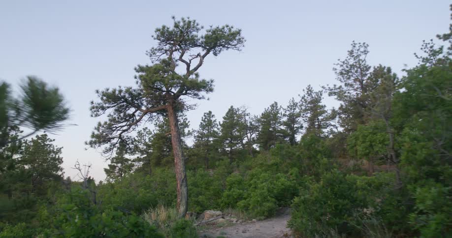 A dirt trail winds through a dense forest of pine trees under a clear sky
